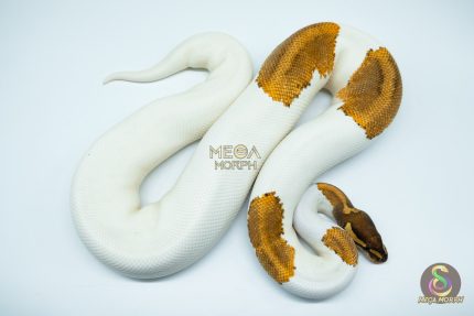 4177 0.1 PHANTOM YELLOW BELLY PIEBALD