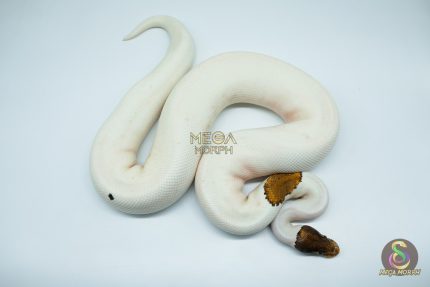 4183 0.1 PINTO PIEBALD (Proven breeder)