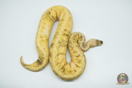 4275 0.1 SUPERBLAST SUGAR HET DESERT GHOST