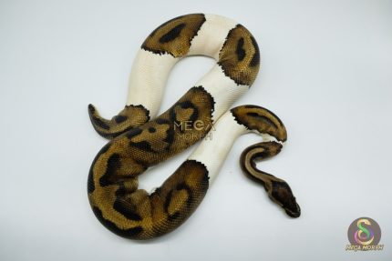4330 0.1 PIEBALD 50% HET CANDY