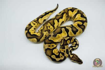 4440 0.1 PASTEL CALICO HET CLOWN PARADOX