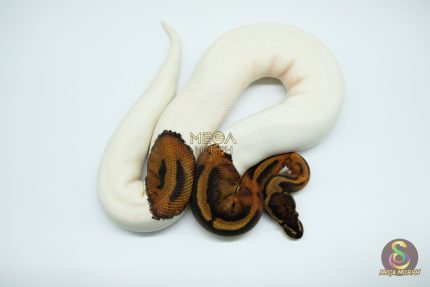 4501 1.0 PIEBALD HET CLOWN