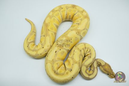 4525 0.1 BANANA HET CLOWN