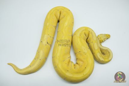 4527 0.1 BANANA CINNAMON ENCHI