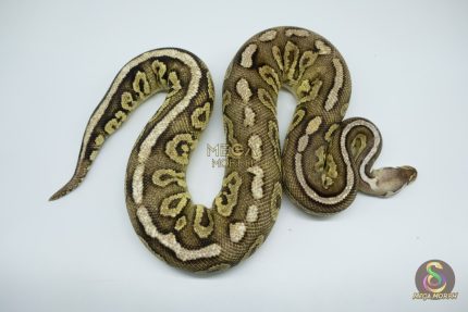 4533 0.1 FIRE PEWTER HET CLOWN