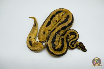 4585 0.1 ORANGE DREAM PIEBALD