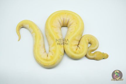 4683 0.1 BANANA PINSTRIPE PASTEL HET PIEBALD