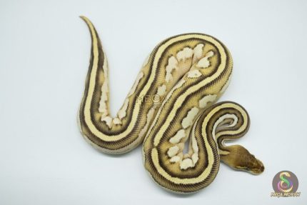 4725 0.1 ORANGE DREAM MOJAVE BONGO VANILLA