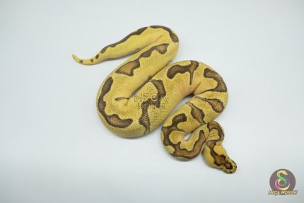 4735 0.1 ORANGE DREAM ENCHI FIRE CLOWN