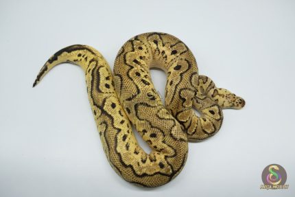 4761 1.0 CALICO PASTEL YELLOW BELLY CLOWN