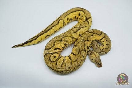 4763 0.1 PASTEL YELLOW BELLY CLOWN