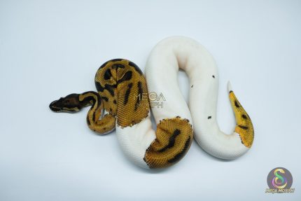 4770 1.0 ORANGE DREAM PIEBALD