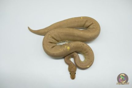 4778 1.0 BANANA SUPER CINNAMON
