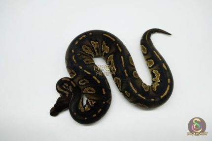 5008 0.1 SUPER BLACKHEAD HET PIEBALD