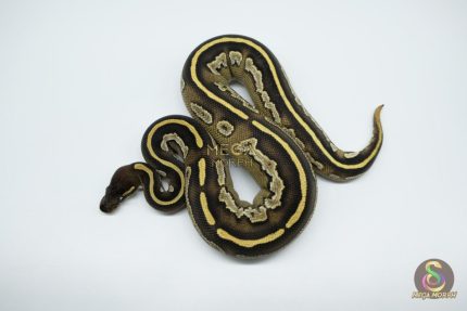 5011 0.1 BLACKHEAD MOJAVE HET PIEBALD