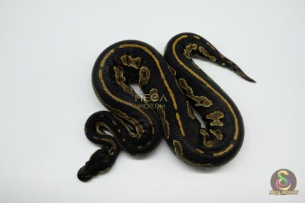5012 0.1 SUPER BLACKHEAD HET PIEBALD