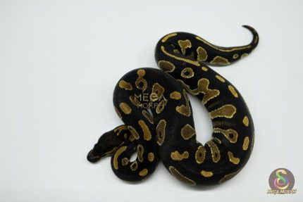 5013 0.1 BLACKHEAD HET PIEBALD