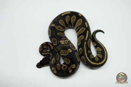 5014 0.1 BLACKHEAD HET PIEBALD