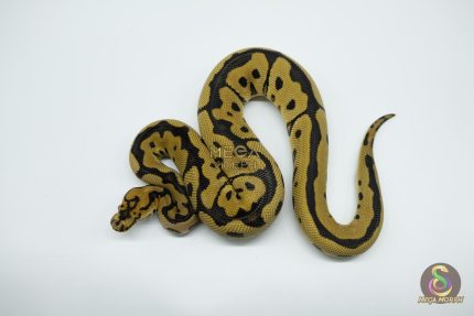 5032 1.0 SPOTNOSE CLOWN