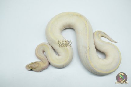 5086 0.1 ENCHI IVORY HET PIEBALD