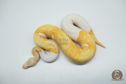 5104 1.0 ALBINO PIEBALD