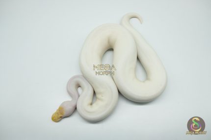 5110 1.0 ALBINO PIEBALD PINTO