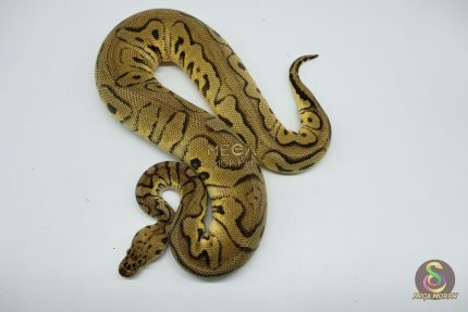 5138 0.1 CLOWN PASTEL HET PIEBALD
