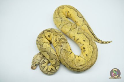 5150 0.1 CLOWN SUPER PASTEL