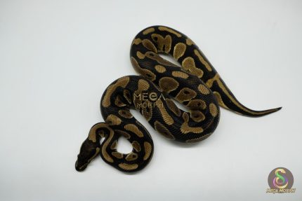 5151 0.1 DOUBLE HET CLOWN PIEBALD