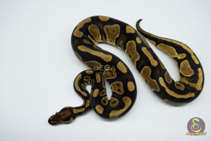 5152 0.1 DOUBLE HET CLOWN PIEBALD