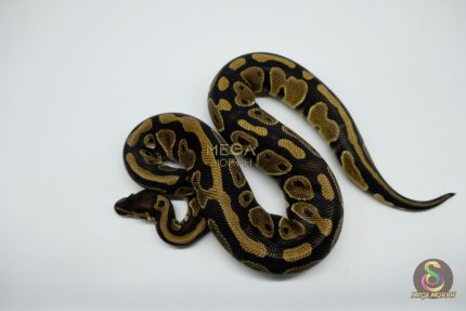 5153 0.1 DOUBLE HET CLOWN PIEBALD