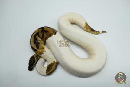 5177 0.1 PIEBALD HET ALBINO (Proven breeder)