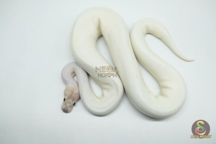 5181 0.1 PIEBALD IVORY