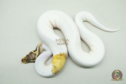 5190 1.0 PIEBALD SUPER PASTEL HET CLOWN