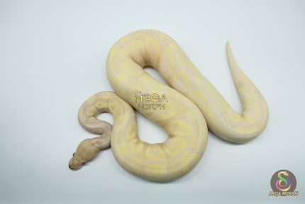 5192 0.1 SUPER BANANA HET PIEBALD