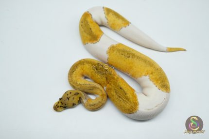 5193 1.0 CLOWN PIEBALD