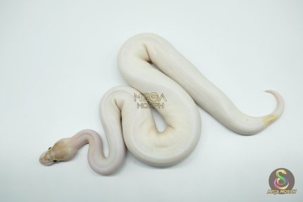 5252 1.0 IVORY PIEBALD