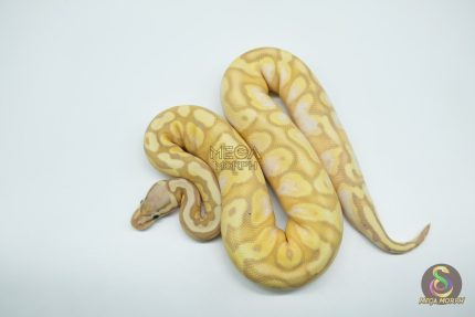 5256 0.1 BANANA CALICO YELLOW BELLY PASTEL