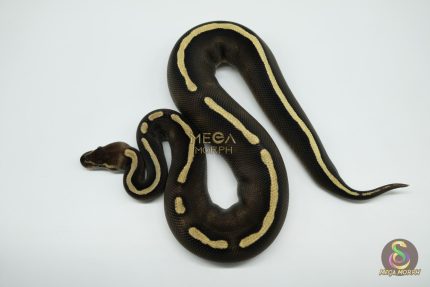 5260 0.1 GHI MOJAVE CHOCOLATE