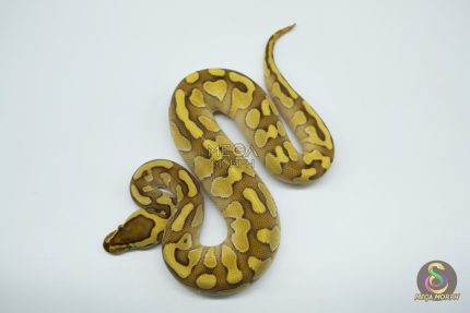 5269 0.1 ENCHI BUTTER YELLOW BELLY HET CLOWN