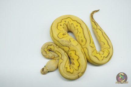 5271 0.1 YELLOW BELLY BUTTER PASTEL CLOWN