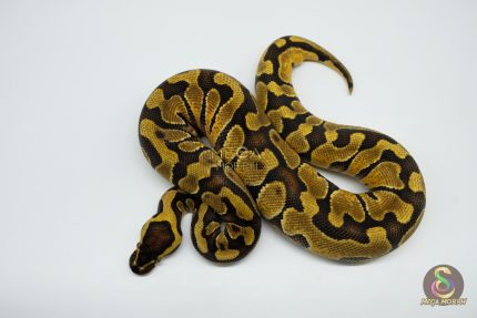 5275 0.1 ENCHI ASPHALT
