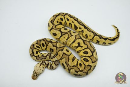 5320 1.0 PASTEL SPOTNOSE CLOWN