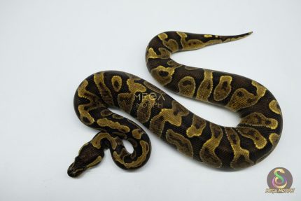 5334 0.1 GHI ENCHI HET DG