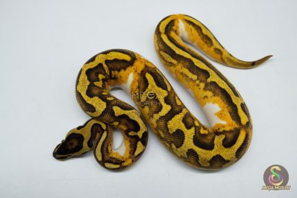 5337 0.1 ENCHI YELLOW BELLY PIEBALD