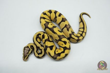 5364 0.1 PASTEL ENCHI DESERT GHOST