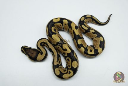 5371 0.1 DESERT GHOST