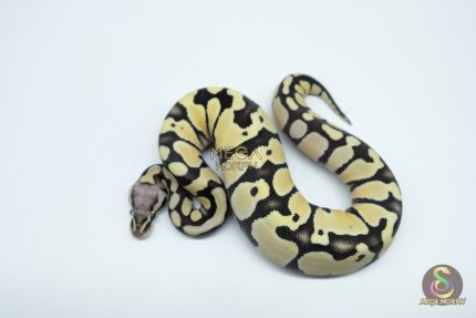 5374 0.1 PASTEL DESERT GHOST