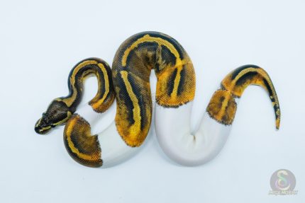 5608 0.1 GHI PIEBALD