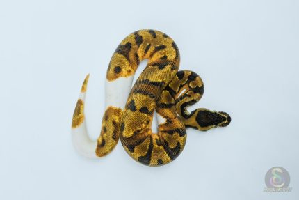5623 0.1 ORANGE DREAM YELLOW BELLY PIEBALD